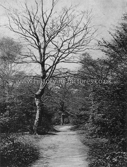 Street Scenes - Great Britain - England - Essex - Epping Forest - The ...